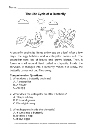 Illustration of butterfly life cycle stages – egg, caterpillar, chrysalis, and butterfly
