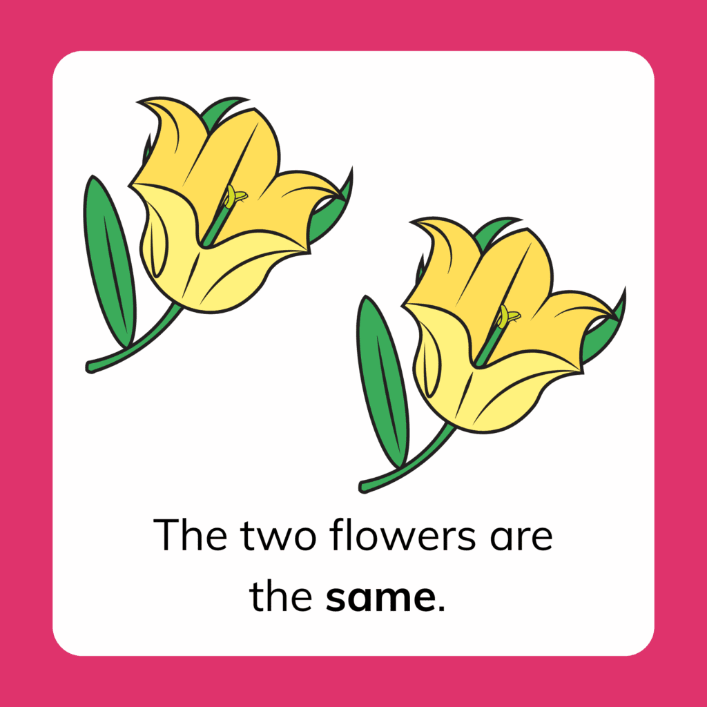 Same and Different Kindergarten Lesson. Examples of things that are the same. The two flowers are the same