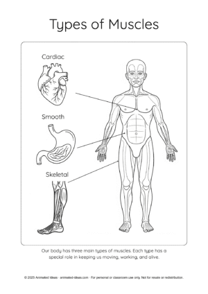 Muscular System Printable Notes diagram for kids