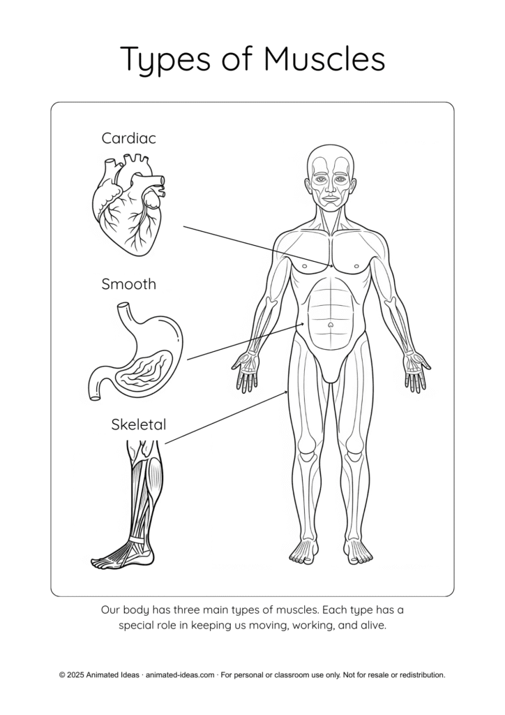 Muscular System Printable Notes diagram for kids