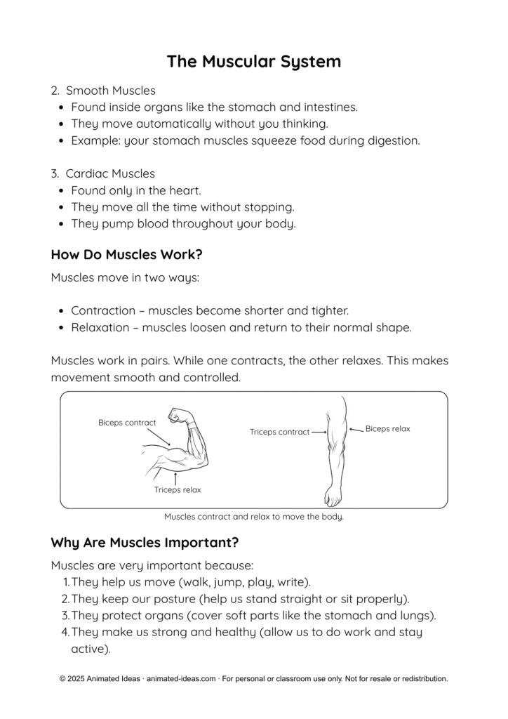 Muscular System Printable Notes showing skeletal, smooth, and cardiac muscles