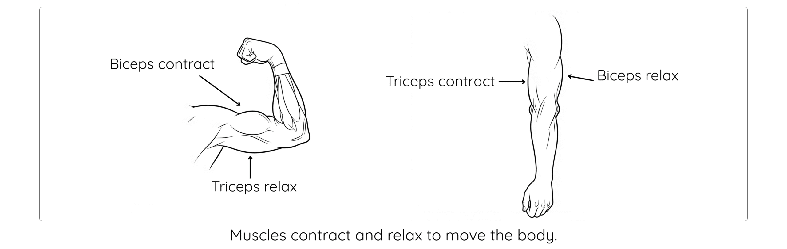 Muscles working in pairs. When one contracts, the other relaxes.