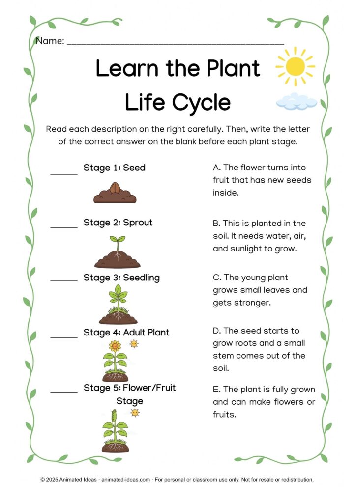 Plant Life Cycle Worksheet – engaging printable worksheet for Grade 2 students