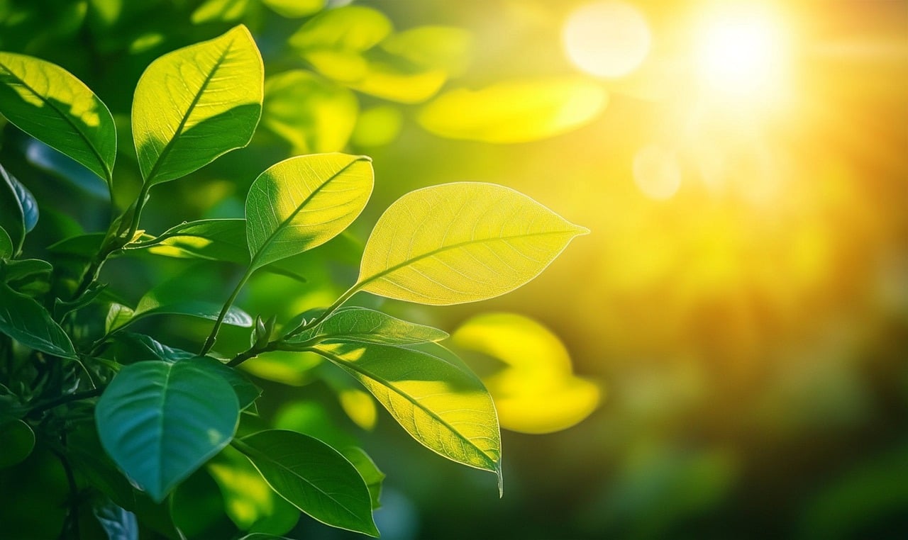 Plant using sunlight, water, and air for photosynthesis, a key characteristic of living things.
