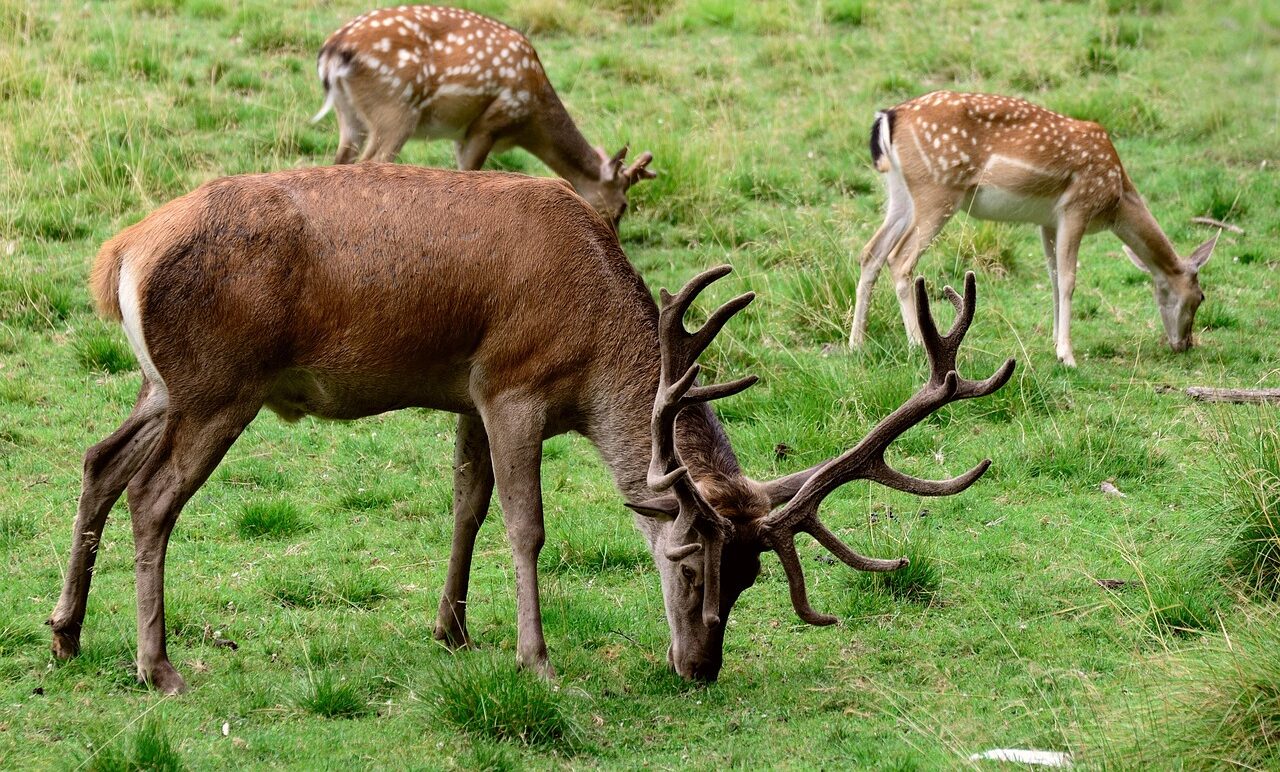 Animals eating plants or other animals, showing how living things need food.