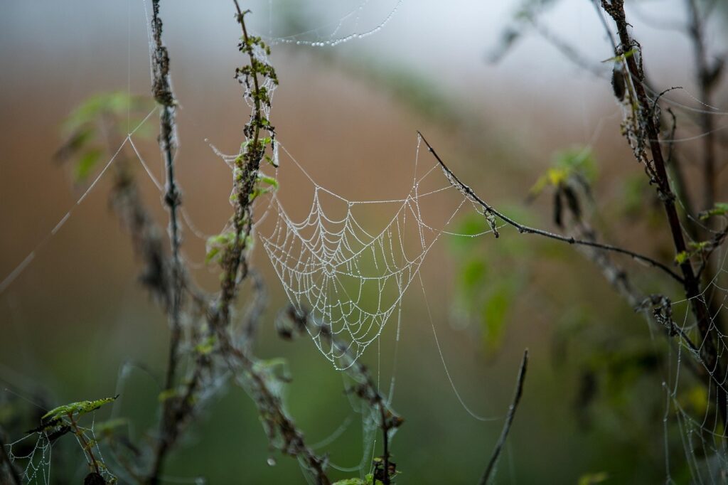 Illustration of different animal homes for survival in nature