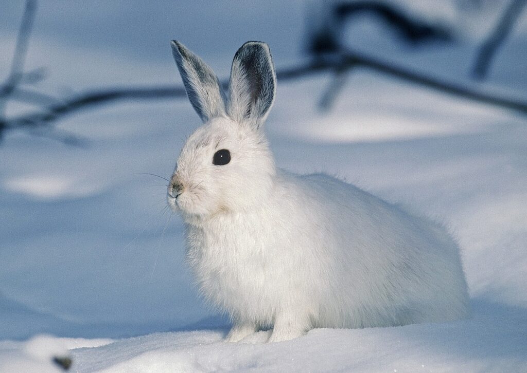 A fluffy white rabbit used to describe the picture using adjectives.