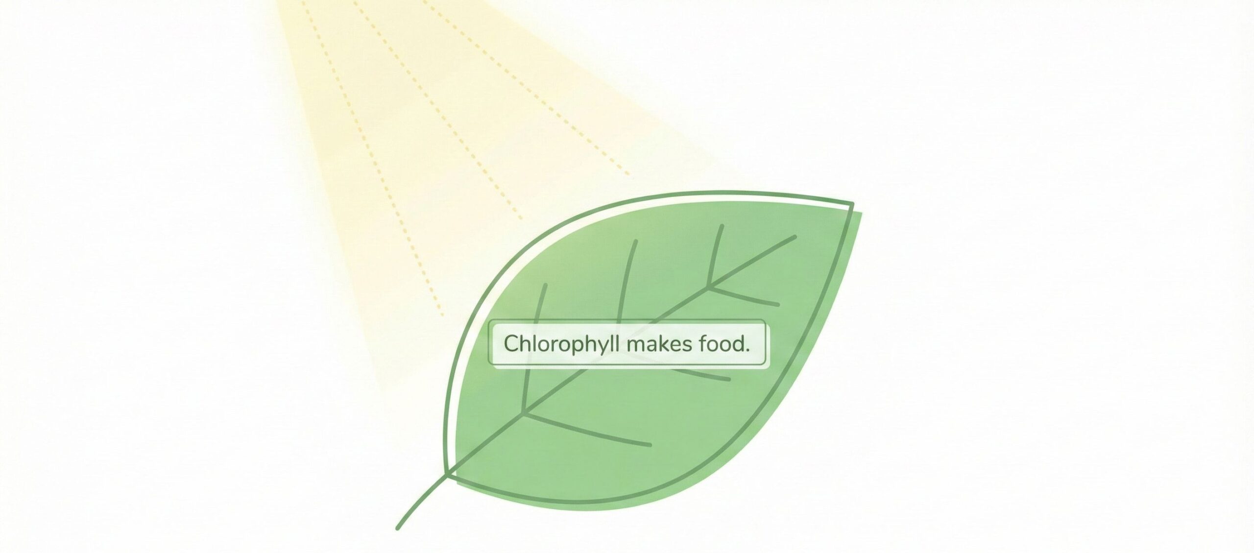Diagram of a green leaf showing how chlorophyll works in photosynthesis, explaining why do leaves change color.