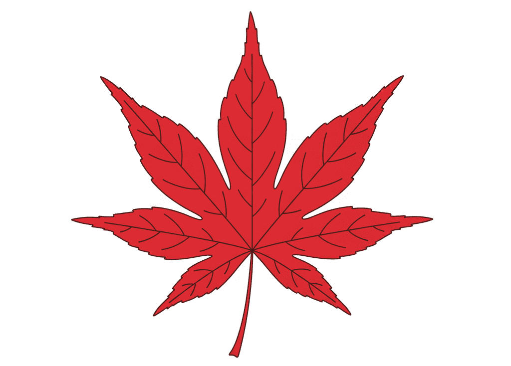 Close-up of red maple leaves showing anthocyanins, explaining why do leaves change color.