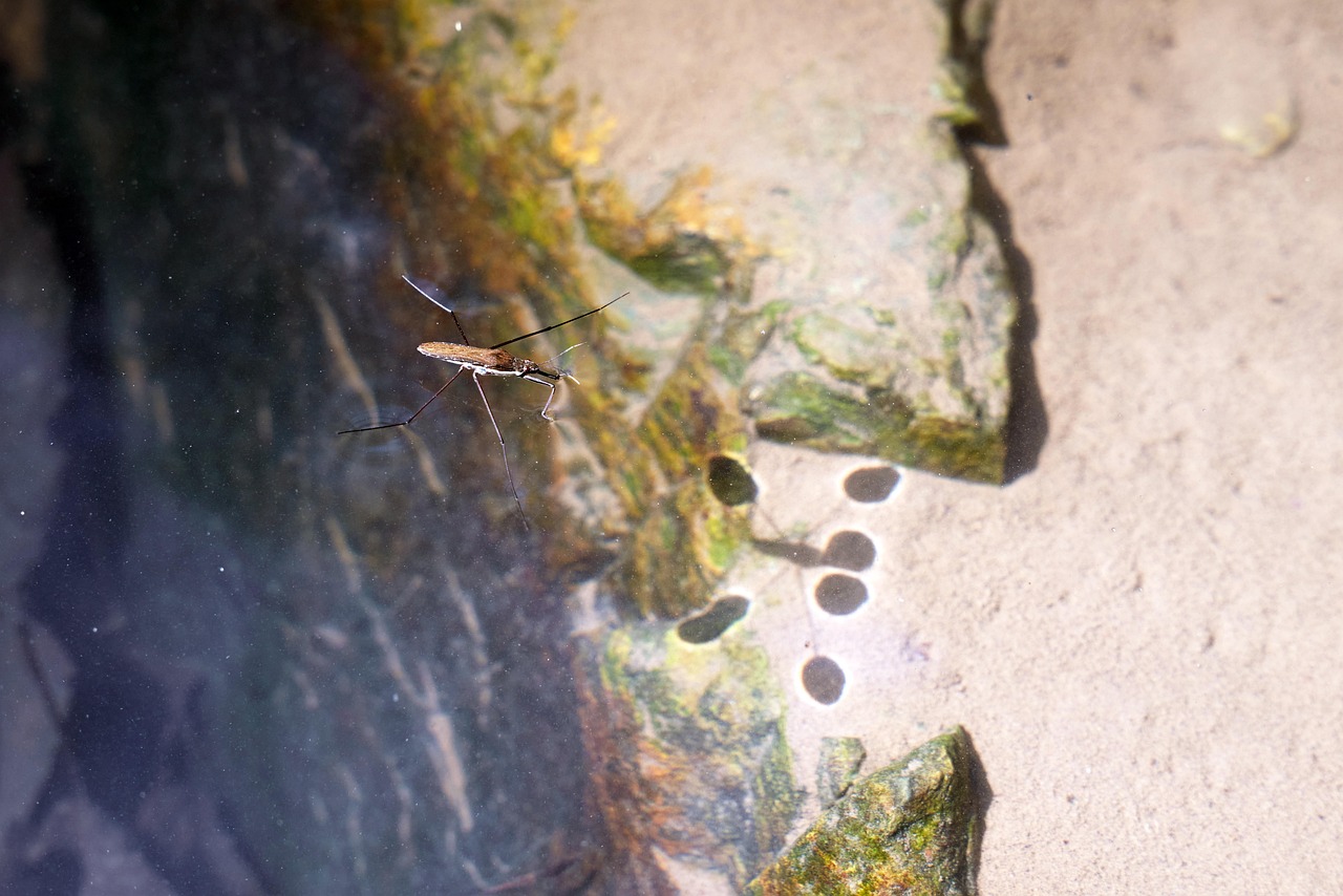 Liquid property showing surface tension in water for 3rd-grade science